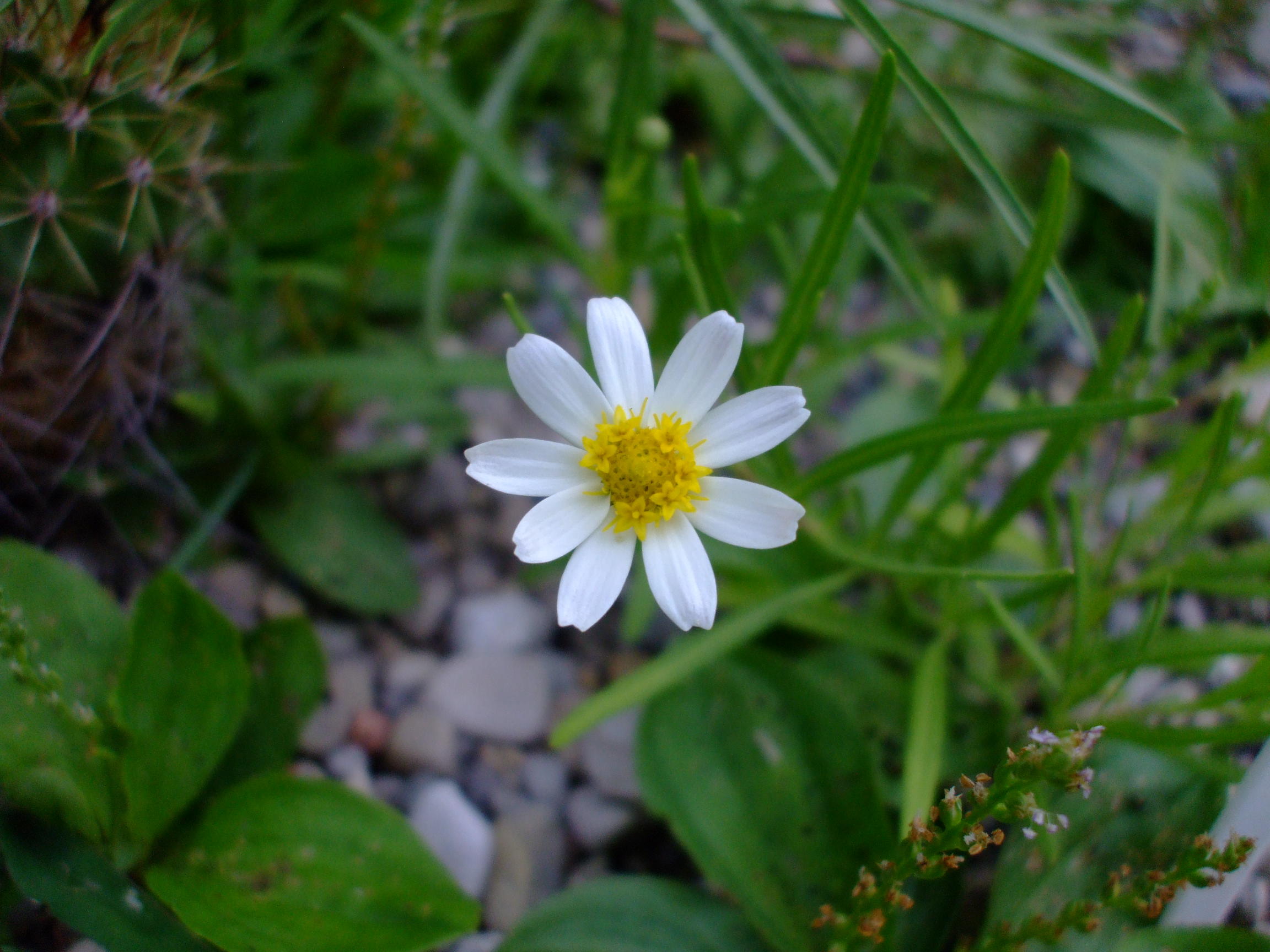 Melampodium leucanthum